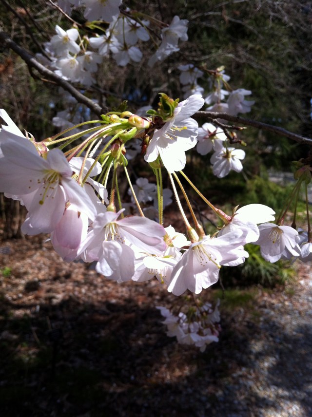 cherryblossom2