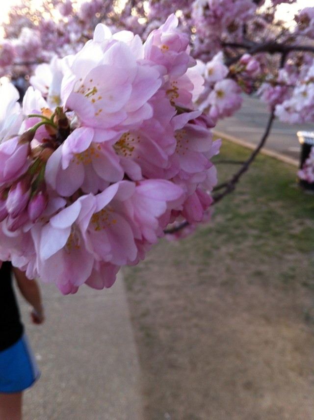 cherryblossom2