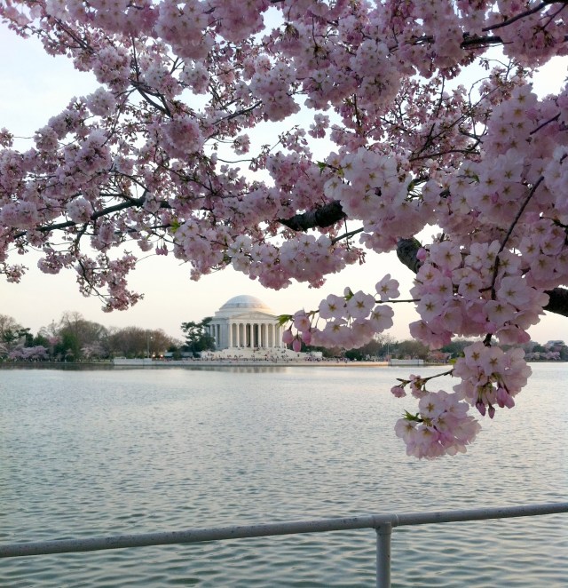 cherryblossom3