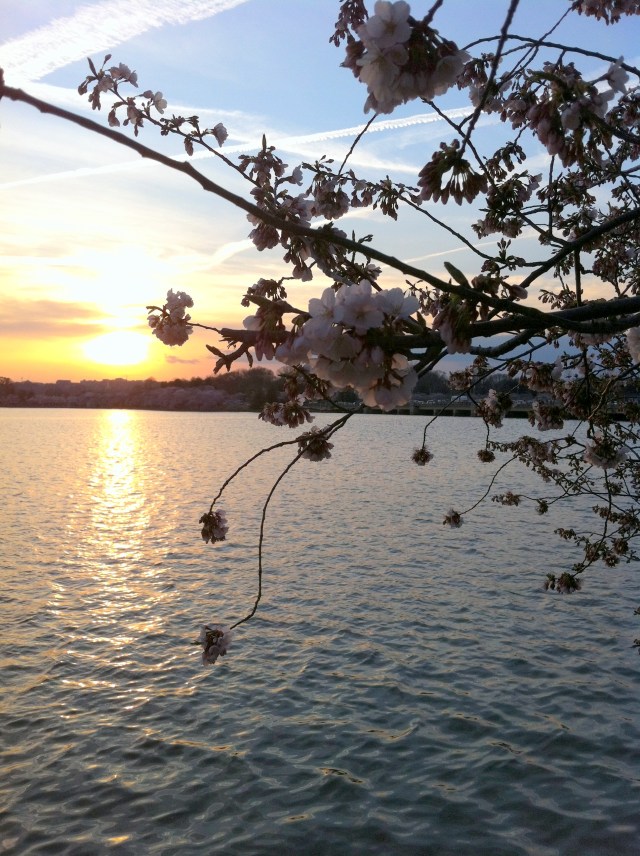 cherryblossom4