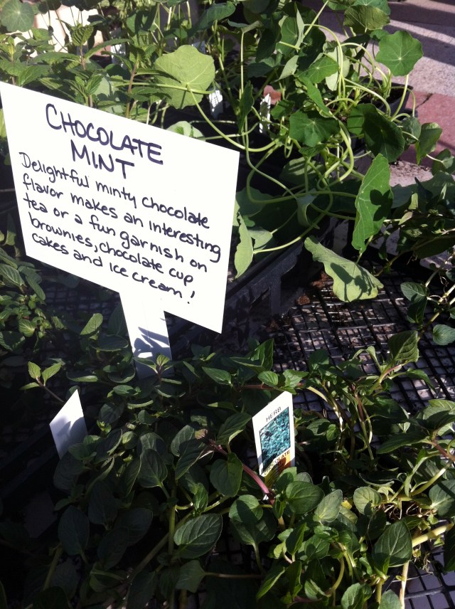 chocolatemint