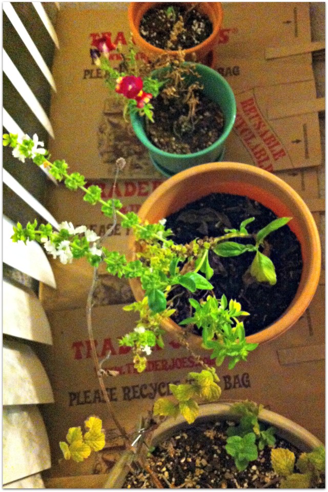 plantshibernating-002